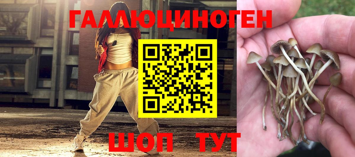 Псилоцибиновые грибы Psilocybe Минусинск
